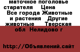 маточное поголовье старателя  › Цена ­ 2 300 - Все города Животные и растения » Другие животные   . Тверская обл.,Нелидово г.